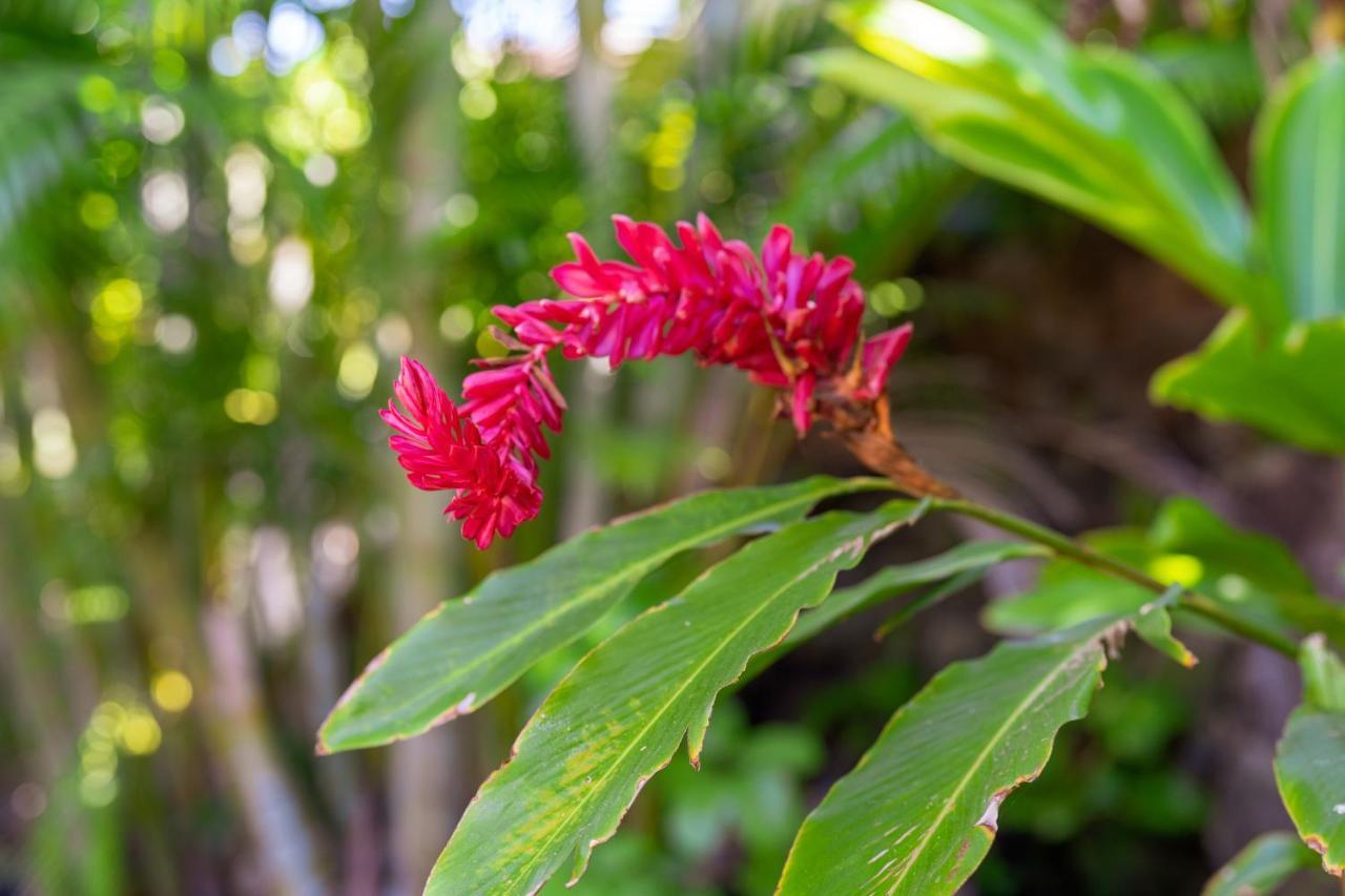 Noahs Hideaway Luxury B&B Lahaina Luaran gambar